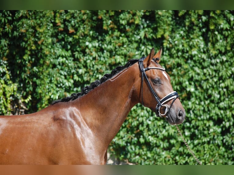 Westphalien Hongre 6 Ans 158 cm Bai in Osnabrück