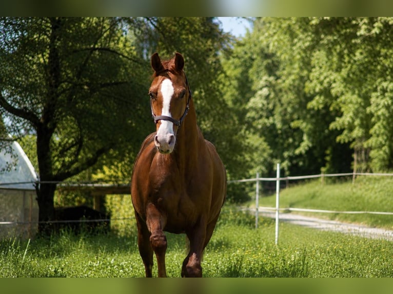 Westphalien Hongre 6 Ans 159 cm Alezan in Blomberg
