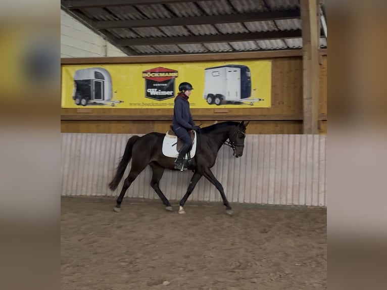 Westphalien Hongre 6 Ans 163 cm Bai brun in Schenklengsfeld