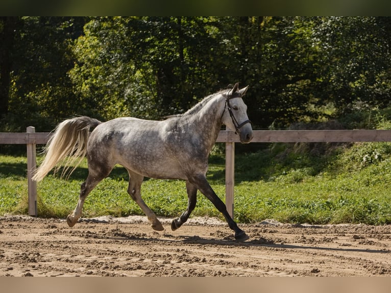 Westphalien Hongre 6 Ans 163 cm Gris in &#x10C;esk&#xE1; L&#xED;pa