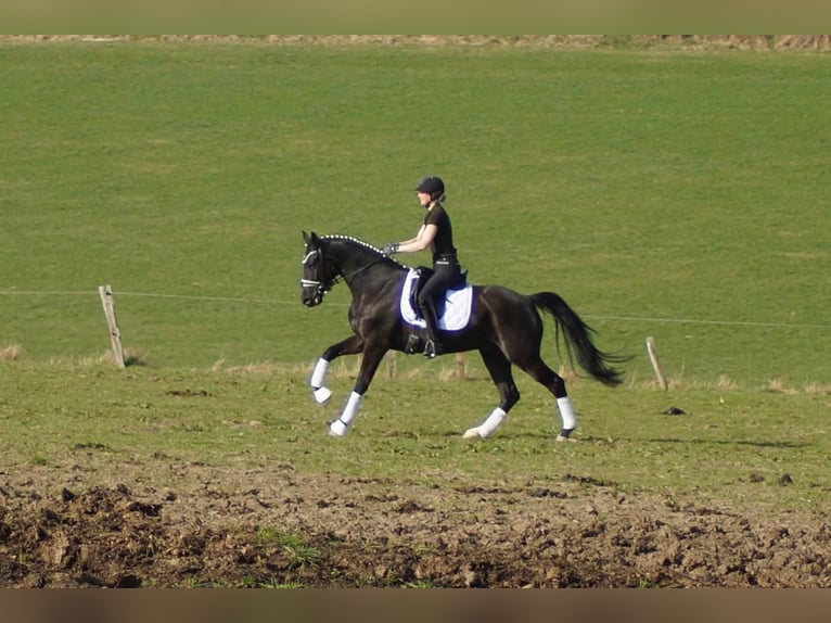 Westphalien Hongre 6 Ans 164 cm Noir in Iserlohn