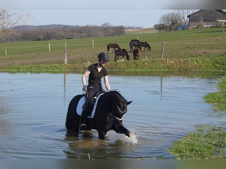 Westphalien Hongre 6 Ans 164 cm Noir in Iserlohn