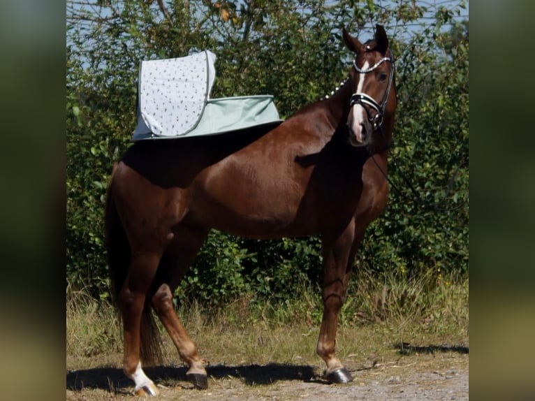 Westphalien Hongre 6 Ans 165 cm Alezan brûlé in Iserlohn