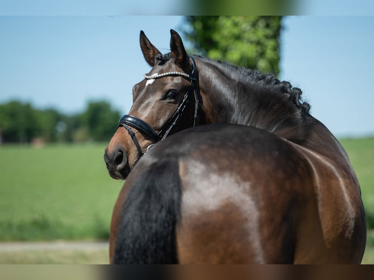 Westphalien Hongre 6 Ans 165 cm Bai brun in Bramsche