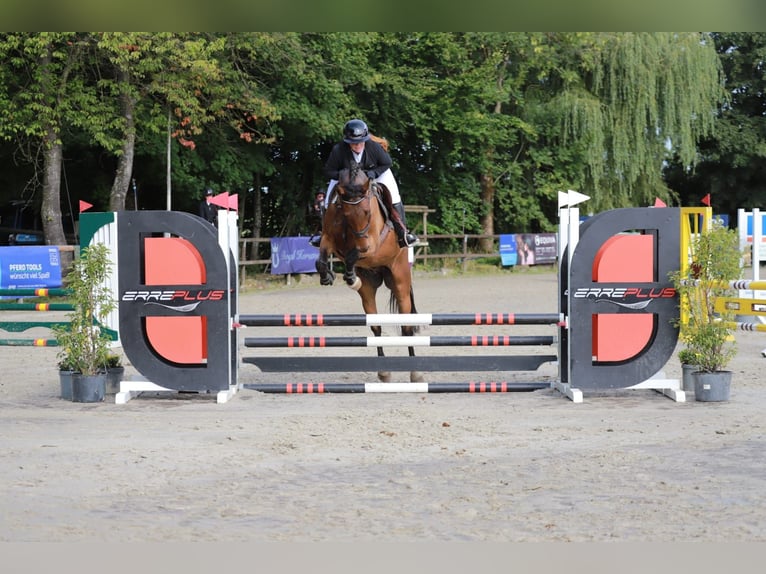 Westphalien Hongre 6 Ans 165 cm Bai in Marienheide