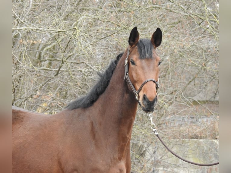 Westphalien Hongre 6 Ans 165 cm Bai in Verl