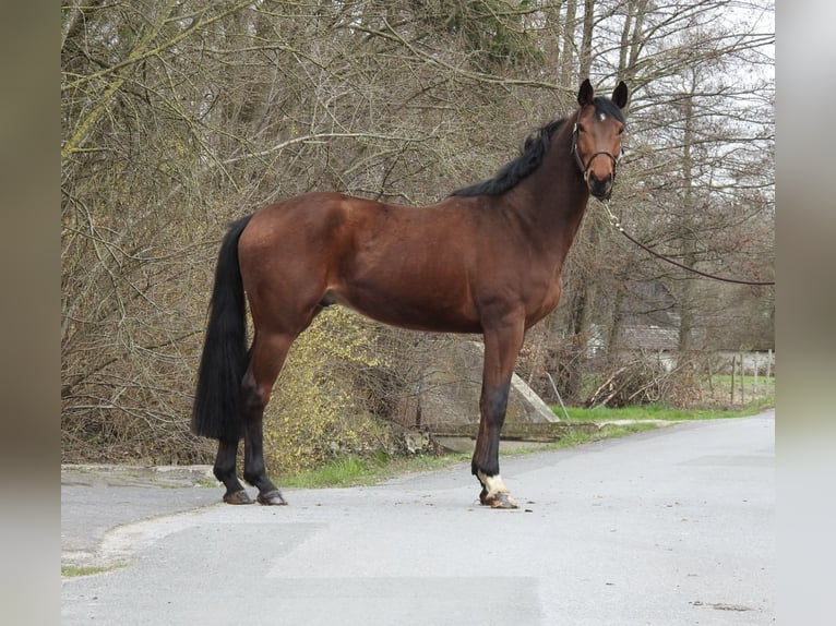 Westphalien Hongre 6 Ans 165 cm Bai in Verl