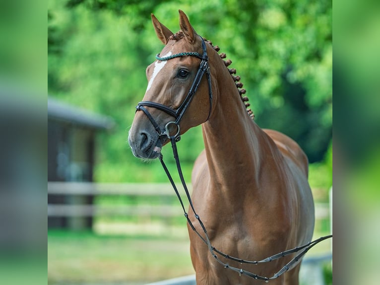 Westphalien Hongre 6 Ans 167 cm Alezan in M&#xFC;nster-Handorf
