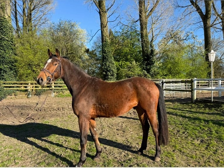 Westphalien Hongre 6 Ans 167 cm Bai in GROTE-BROGEL