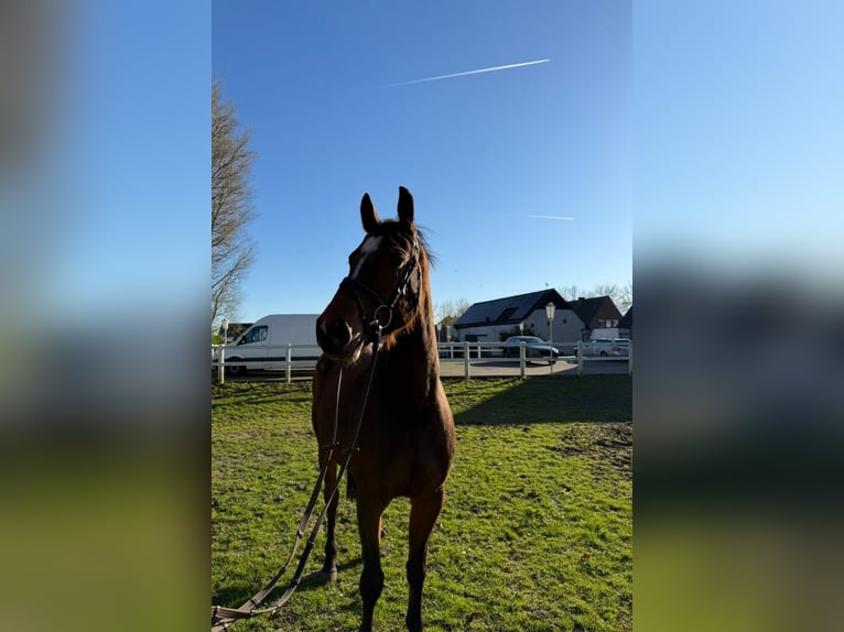 Westphalien Hongre 6 Ans 167 cm Bai in GROTE-BROGEL