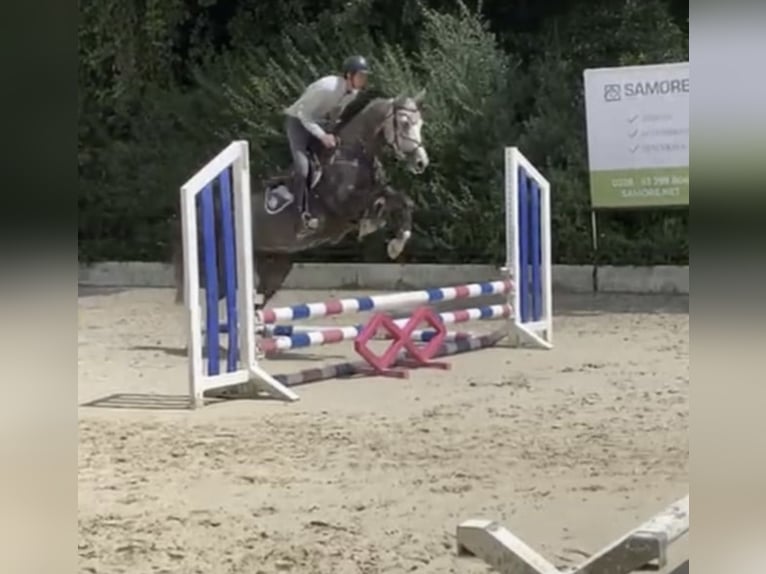 Westphalien Hongre 6 Ans 167 cm  in Windhagen