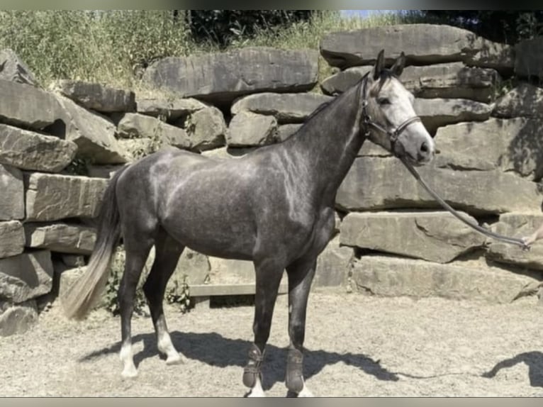 Westphalien Hongre 6 Ans 167 cm  in Windhagen