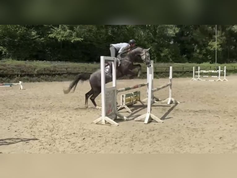 Westphalien Hongre 6 Ans 167 cm Gris in Windhagen