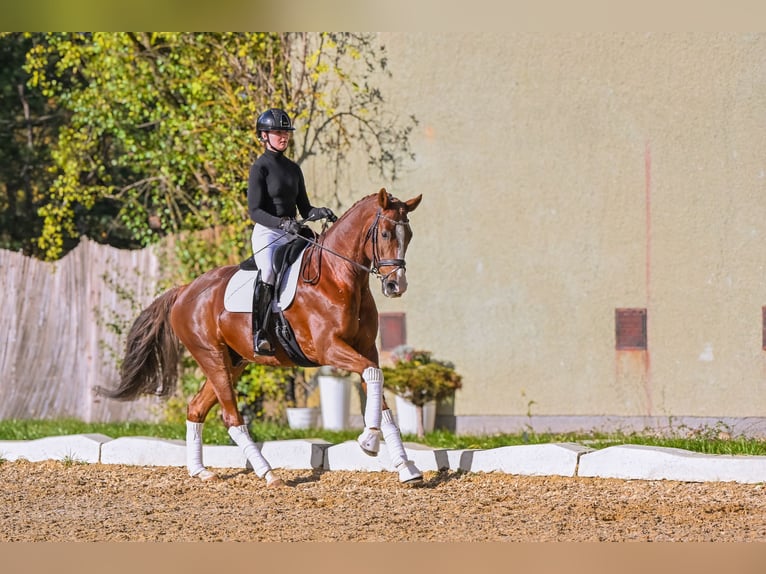 Westphalien Hongre 6 Ans 168 cm Alezan brûlé in P&#x159;el&#xED;c