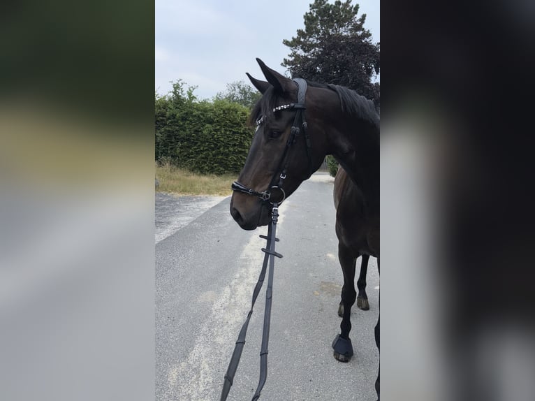 Westphalien Hongre 6 Ans 168 cm Bai brun in Eitorf