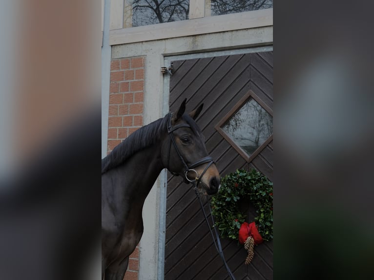 Westphalien Hongre 6 Ans 168 cm Bai brun foncé in Voerde