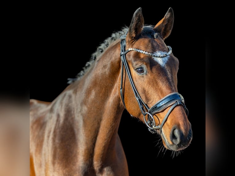 Westphalien Hongre 6 Ans 168 cm Bai in Rosenheim