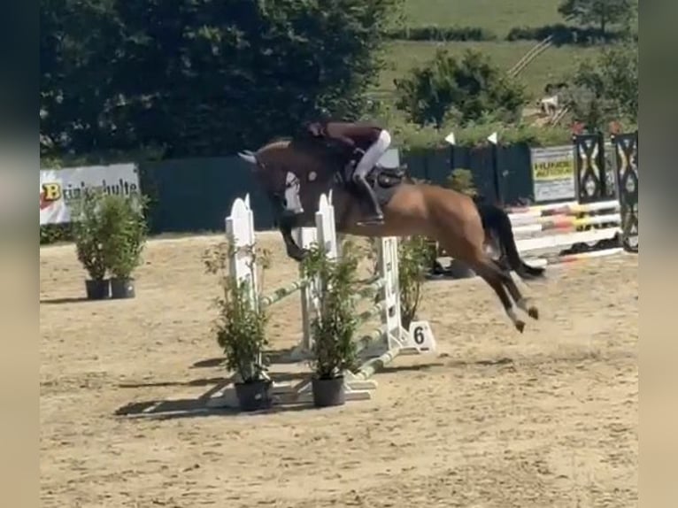 Westphalien Hongre 6 Ans 168 cm Bai in Lindlar