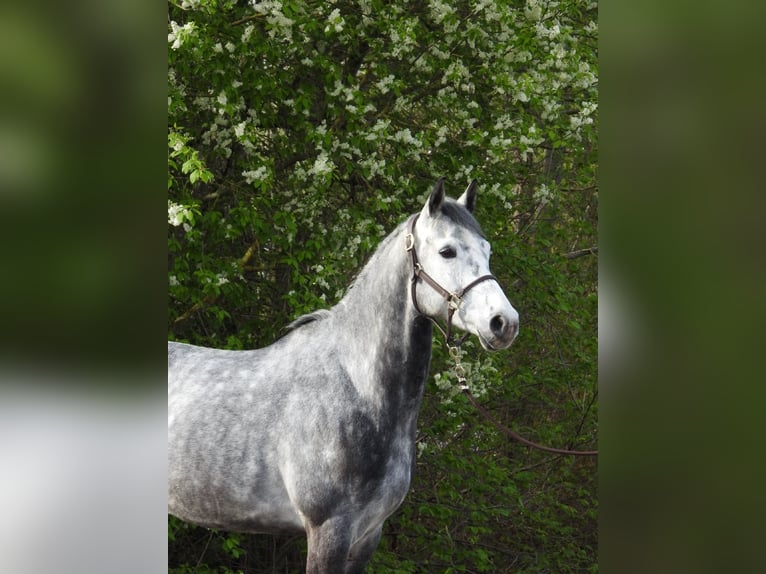 Westphalien Hongre 6 Ans 168 cm Gris in Verl