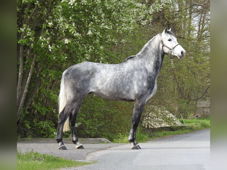 Westphalien Hongre 6 Ans 168 cm Gris in Verl