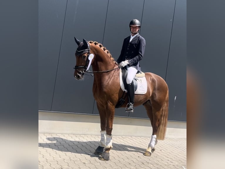 Westphalien Hongre 6 Ans 169 cm Alezan in Telgte