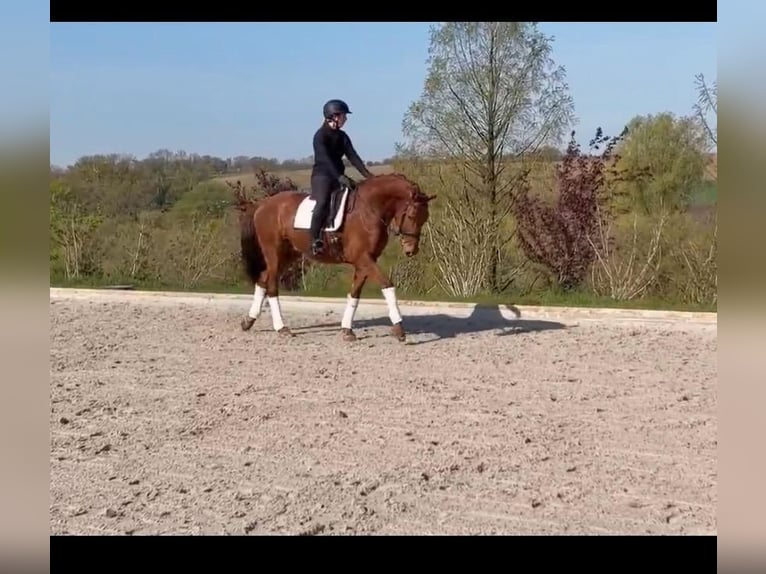 Westphalien Hongre 6 Ans 170 cm Alezan in Wuppertal