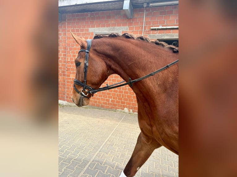 Westphalien Hongre 6 Ans 170 cm Alezan in Wuppertal