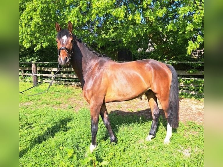 Westphalien Hongre 6 Ans 170 cm Bai brun in Hohenhameln