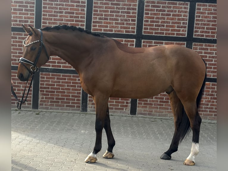 Westphalien Hongre 6 Ans 170 cm Bai in Telgte