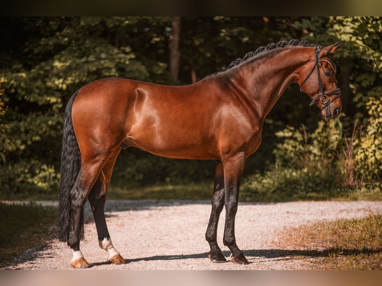 Westphalien Hongre 6 Ans 170 cm Bai in Wehringen