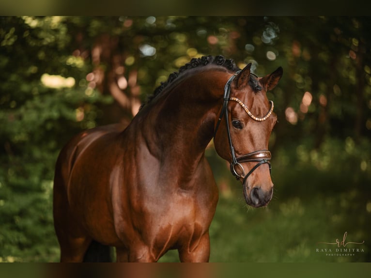Westphalien Hongre 6 Ans 170 cm Bai in Wehringen