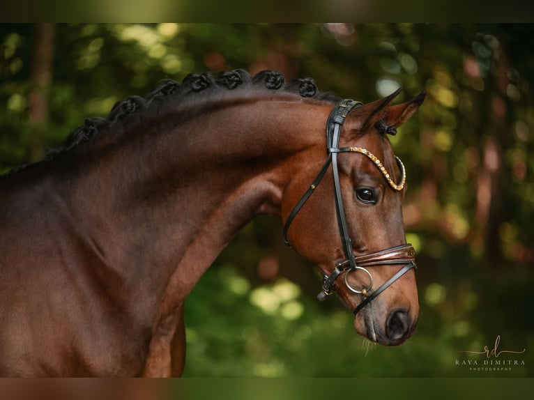Westphalien Hongre 6 Ans 170 cm Bai in Wehringen