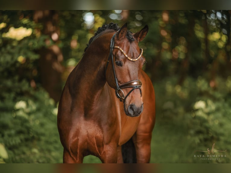 Westphalien Hongre 6 Ans 170 cm Bai in Wehringen