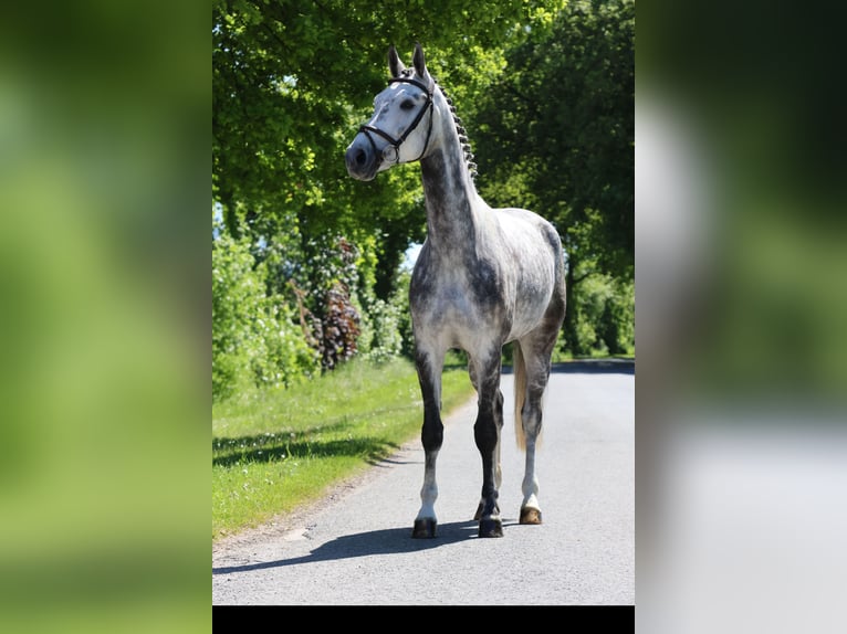 Westphalien Hongre 6 Ans 170 cm Gris in Nottuln
