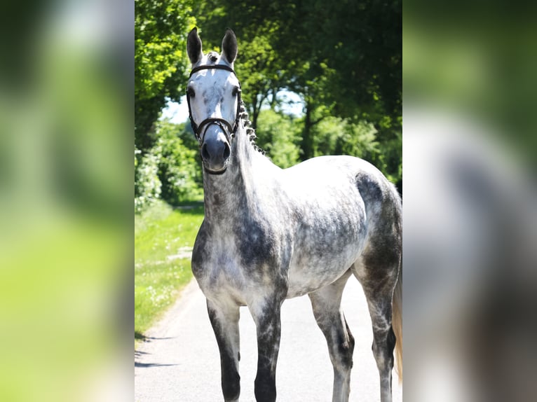 Westphalien Hongre 6 Ans 170 cm Gris in Nottuln