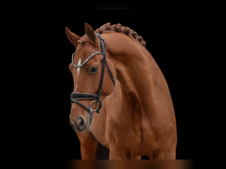 Westphalien Hongre 6 Ans 172 cm Alezan in Wehringen