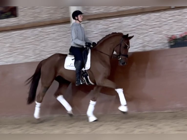 Westphalien Hongre 6 Ans 172 cm Alezan in Wehringen