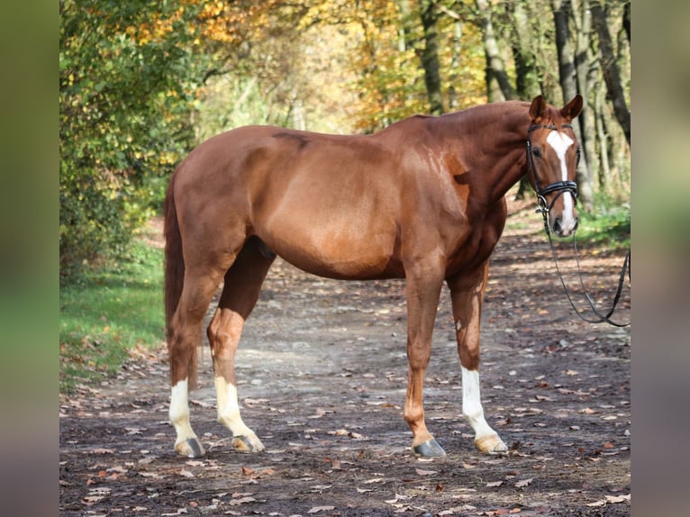 Westphalien Hongre 6 Ans 172 cm Alezan in Wuppertal