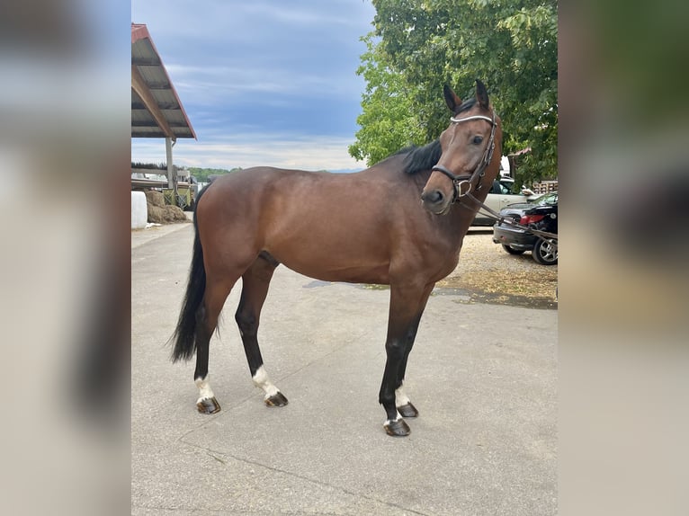 Westphalien Hongre 6 Ans 172 cm Bai brun in FriedrichshafenFriedrichshafen