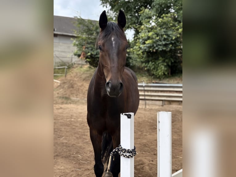 Westphalien Hongre 6 Ans 172 cm Bai in Bad Arolsen
