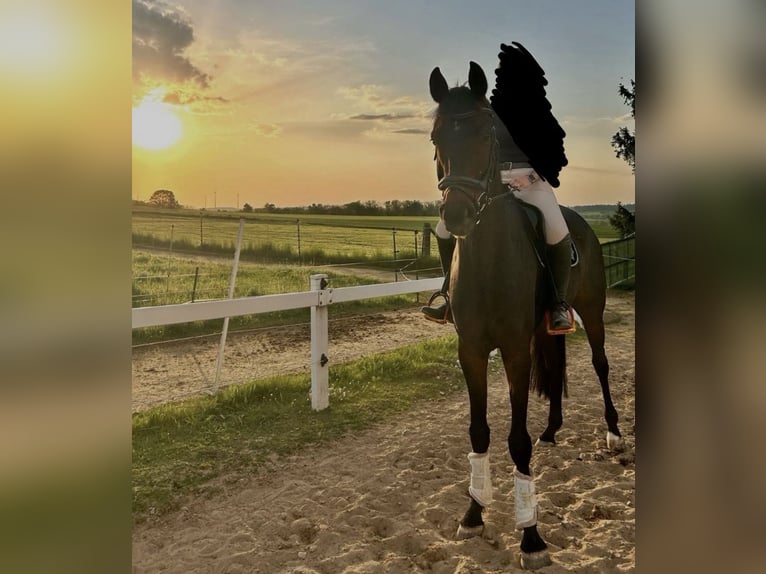 Westphalien Hongre 6 Ans 172 cm Bai in Bad Arolsen