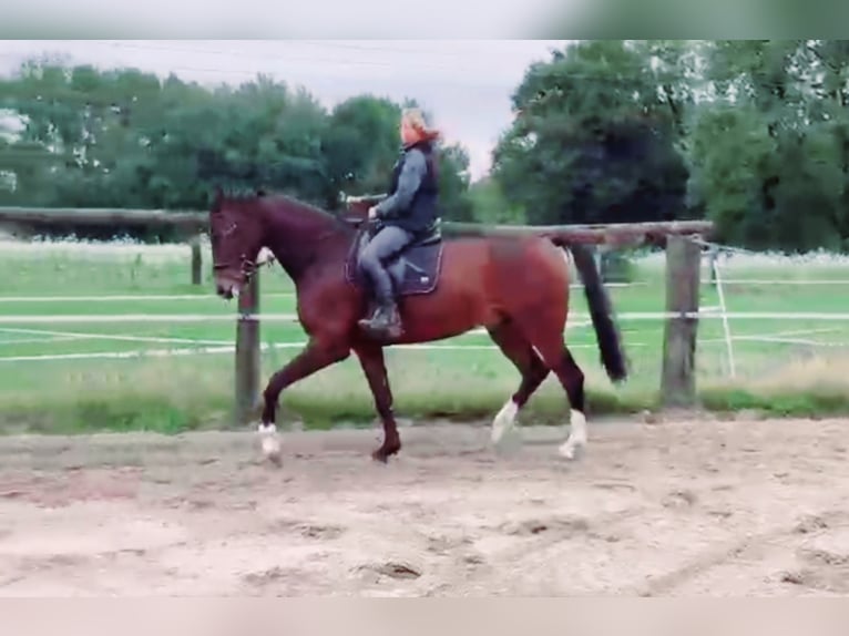 Westphalien Hongre 6 Ans 172 cm Bai in Beelen