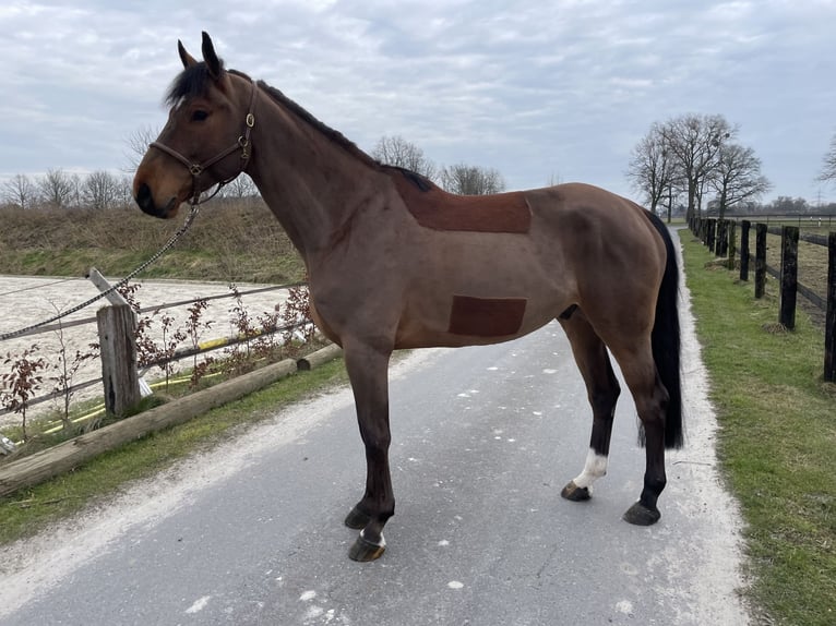 Westphalien Hongre 6 Ans 172 cm Bai in Drensteinfurt