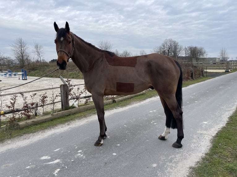 Westphalien Hongre 6 Ans 172 cm Bai in Drensteinfurt