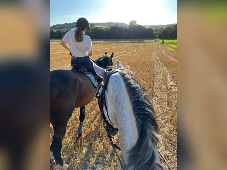 Westphalien Hongre 6 Ans 172 cm Gris in Bad Driburg