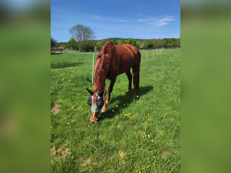 Westphalien Hongre 6 Ans 173 cm Alezan in Memmelsdorf