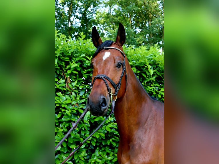 Westphalien Hongre 6 Ans 173 cm Bai brun in Meppen