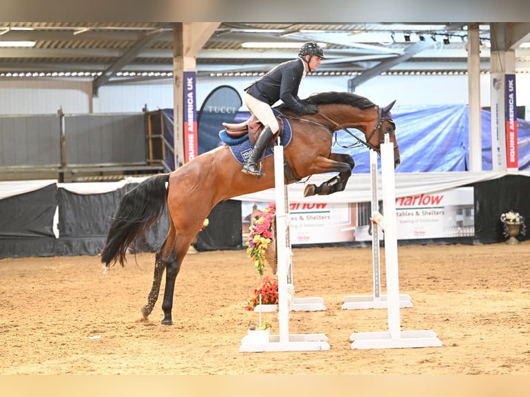 Westphalien Hongre 6 Ans 173 cm Bai cerise in Suffolk