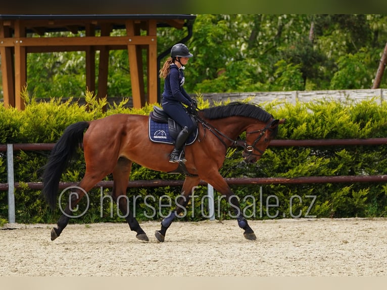 Westphalien Hongre 6 Ans 173 cm Bai in Region Prag