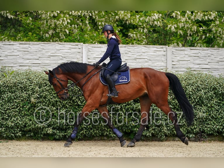 Westphalien Hongre 6 Ans 173 cm Bai in Region Prag